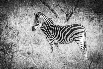 Fototapeta na wymiar zebra in the wild, kruger national park, south africa, black and white