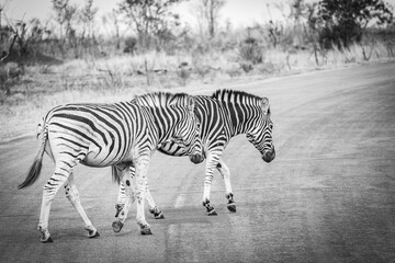 Fototapeta na wymiar zebras crossing, kruger national park, south africa, black and white