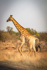 giraffe in the savannah, kruger national park, south africa