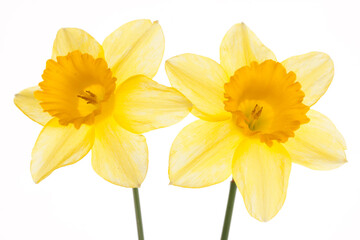 Obraz na płótnie Canvas daffodils isolated on white
