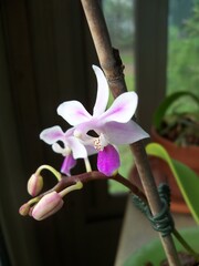 Tiny pink and white Phalaenopsis orchid