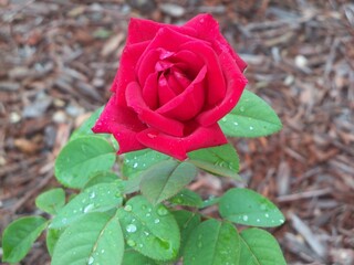 A dark red hybrid tea rose cultivar with dew on the green leaves