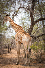 giraffe in the wild, kruger national park, south africa