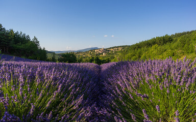 Lavender field with a village in the background