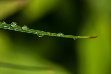 dew on grass