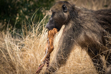 baboon with dead impala in mouth, carnivore, kruger national park, south africa