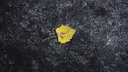 yellow leaf against dark background