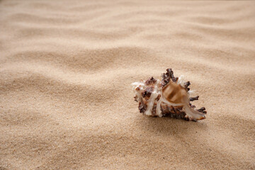 sea shells lie on the sand. The concept of rest, sea, travel. Copy space