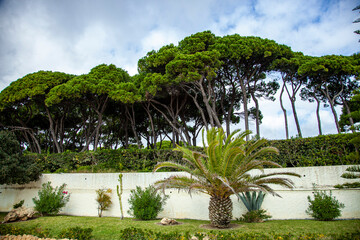 tropical island with palm trees