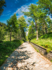 Fototapeta na wymiar Tree-lined mountain path