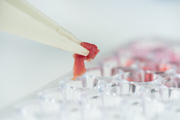 White plastic tweezers with tiny sample of raw vegetable meat over small cell