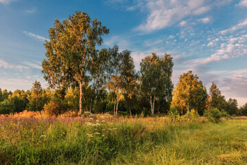 Obraz premium Sunset in summer field