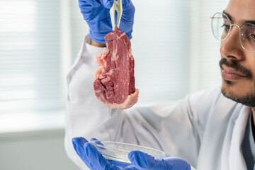 Gloved researcher holding sample of raw vegetable meat with plastic tweezers