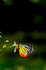 Butterfly on flower