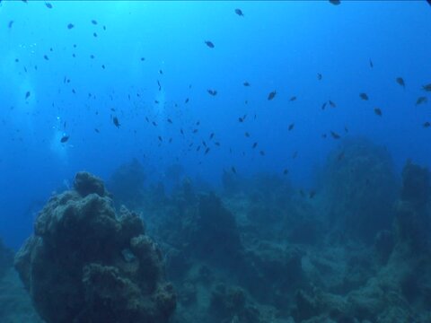 underwater scenery blue water damsel fish school ocean scenery mediterranean