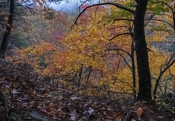 Autumn Color