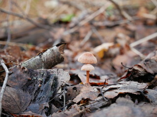 Two small mushrooms growing on the forest floor in autumn
