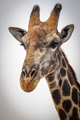 close up of giraffe head