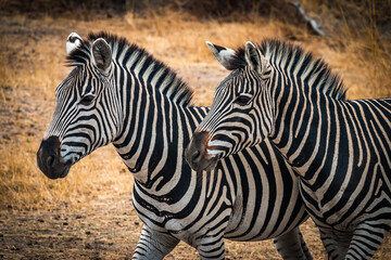 Fototapeta na wymiar two zebras in the wild, zimbabwe