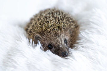 Cute sad wild hedgehog lying on a soft blanket on a white background. The prickly animal is bored...