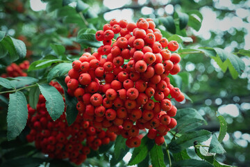Bunch of rowan berry on the tree branches close up abstract background.