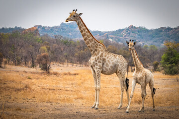 giraffe mother with baby, zimbabwe