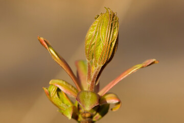 Spring. Branches of a young tree in bright sunlight on a natural background. Buds. Blooming leaves. Sunbeam, spring background. close-up
