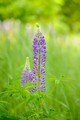 The lupine sundial blooms beautifully in the spring in the garden. Blooming Lupinus perennis, close up. Green box, copy space. purple forest flowers with green leaves