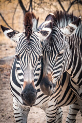 Fototapeta na wymiar close up of two zebras, zimbabwe