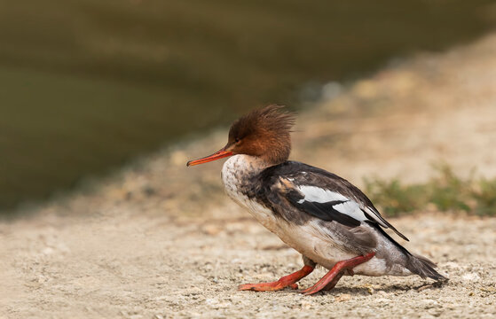 Female Red-Breasted Merganser walking in sand to edge of water