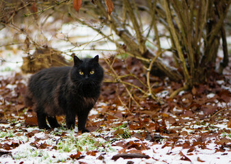 Naklejka na ściany i meble black cat on a bright winter day. black cat and winter. black cat. The cat walks on white snow and dry leaves. Portrait of a kitty with big yellow eyes. posing a pet to the camera