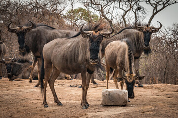 herd of wildebeest, zimbabwe