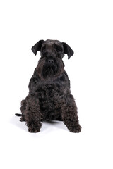 Cute miniature Schnauzer dog sitting looking away isolated on a white background