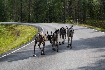 Reindeers walk on the road in Scandinavia. Summer season in Finland. Deers crossing highway.