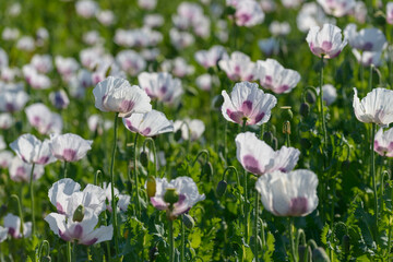 poppy, poppy field, Czechia