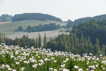 poppy, poppy field, Czechia