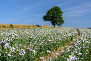 poppy, poppy field, Czechia
