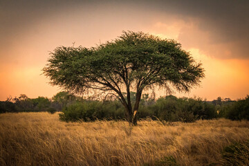 Fototapeta premium acacia tree at sunset, hwange national park, zimbabwe