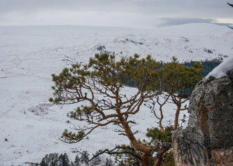 tree in the snow