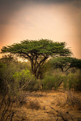 acacia tree at sunset, hwange national park, zimbabwe - obrazy, fototapety, plakaty