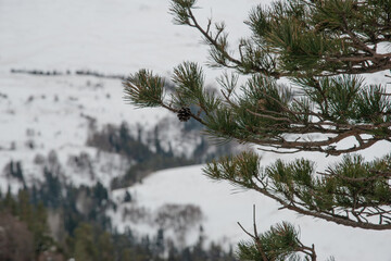 pine tree in the mountains