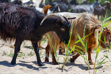 Close up goat with horns grazes in a herd on a sandy beach eating grass, multiple goats on a background in Greece