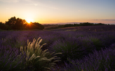 Lavender field at sunset, with a golden weed (1)