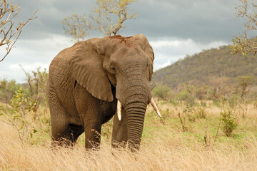 Fototapeta na wymiar Afrikanischer Elefant Loxodonta africana