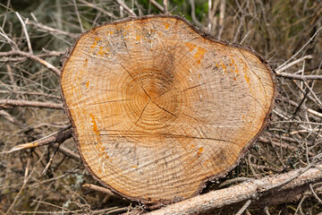 pile stacked natural sawn wooden logs background, top view, timber