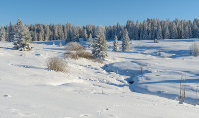 Obraz premium winter in Sumava National Park, Filipova Hut, Czechia