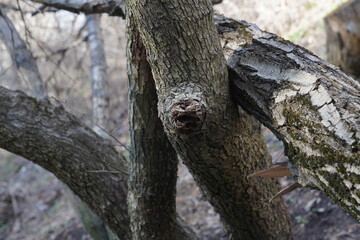 tree stump close up in nature