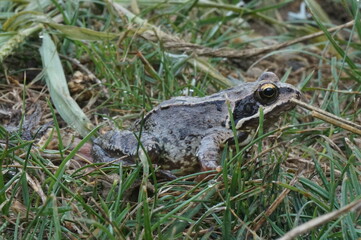grenouille des champs dans pelouse