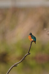 kingfisher on the branch