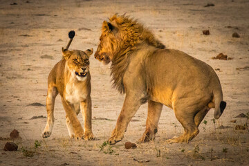 Plakat lion and lioness fighting, hwange national park, zimbabwe